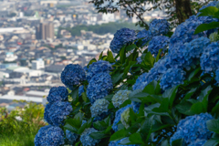 富士市街と紫陽花