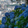 富士市街と紫陽花