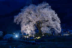 わに塚の桜　～ライトアップ～