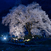 わに塚の桜　～ライトアップ～