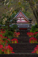 興徳寺の彼岸花