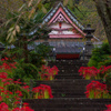興徳寺の彼岸花