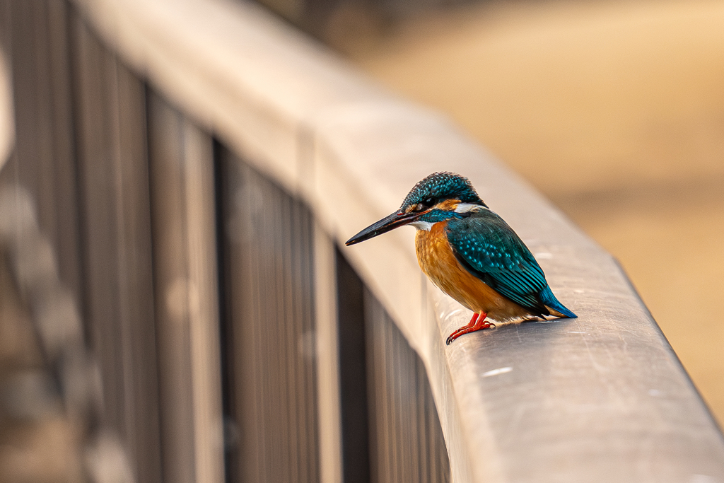 散歩スナップ　カワセミ