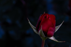 開花前