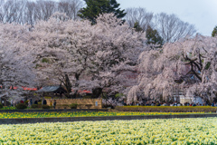 實相寺の桜