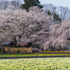 實相寺の桜