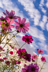 秋空に咲く 秋空に咲く