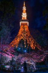 Tokyo tower　紅葉