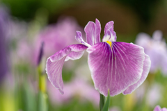 花菖蒲4