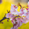 河津桜と菜の花