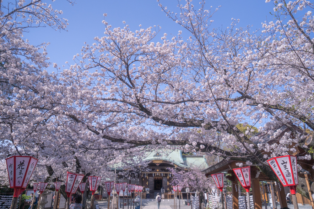 桜寸景　日枝神社 1