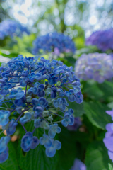 蒼