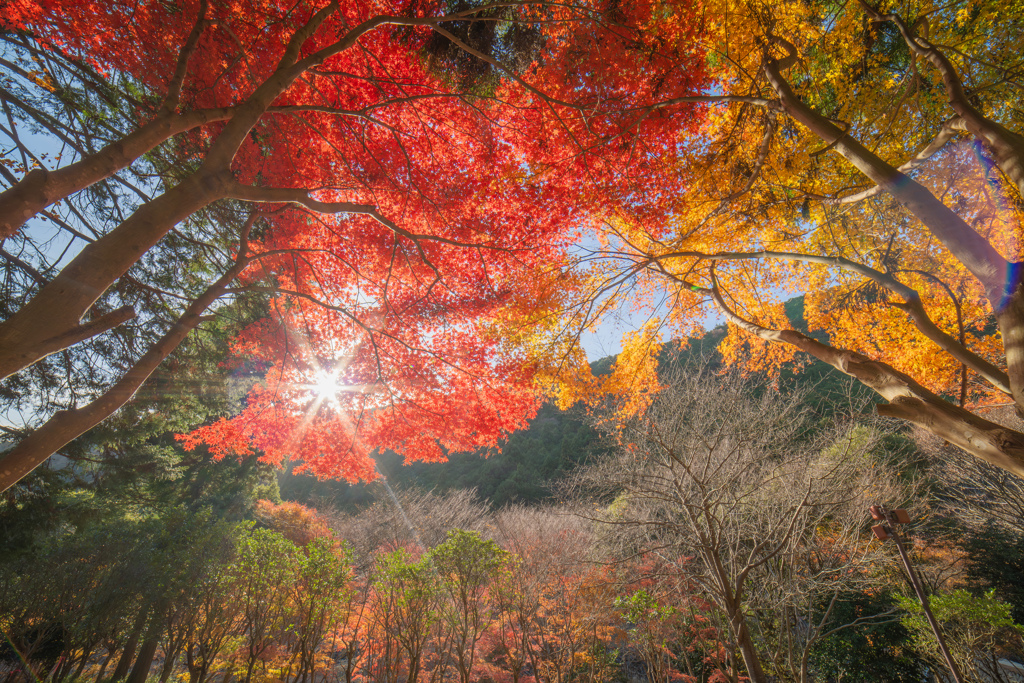 晩秋の紅葉３