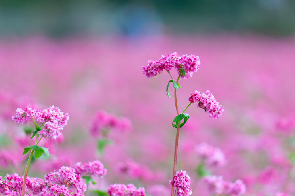 赤そばの花