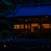 蛍の夜詣