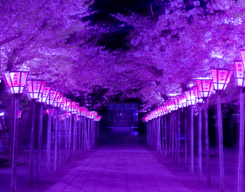 三島大社の夜桜