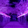 三島大社の夜桜
