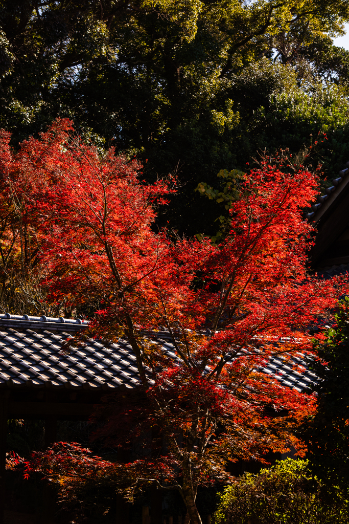 お寺の紅葉