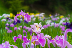 花菖蒲3