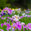 花菖蒲3