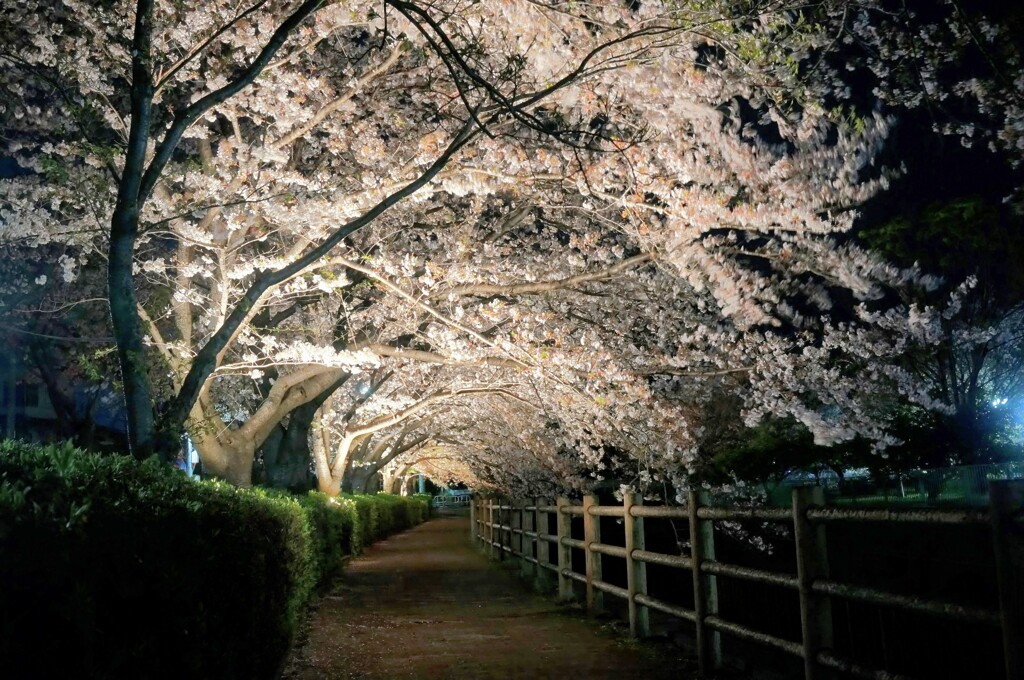 夜桜トンネル