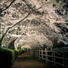 夜桜トンネル