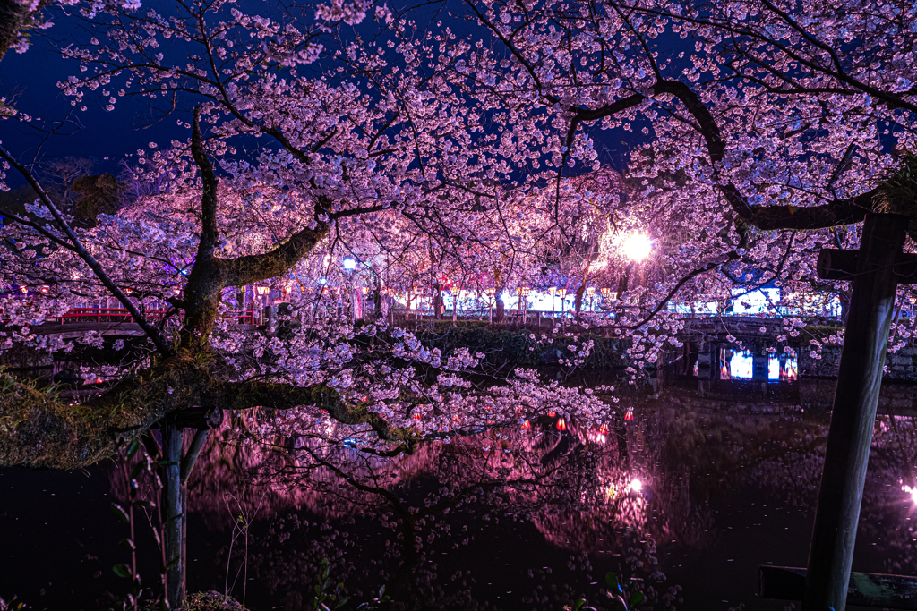 夜桜