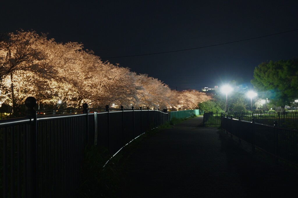 夜桜散歩