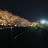 夜桜散歩