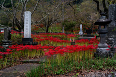 興徳寺の彼岸花5