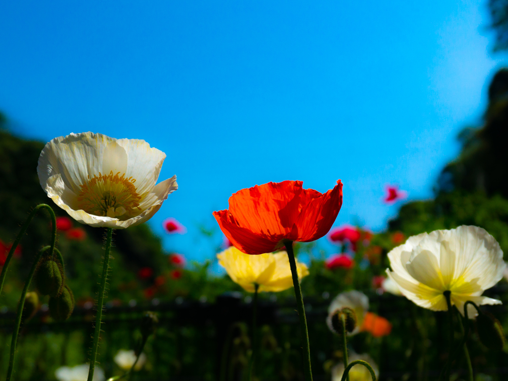 ポピー　～くりはま花の国～１