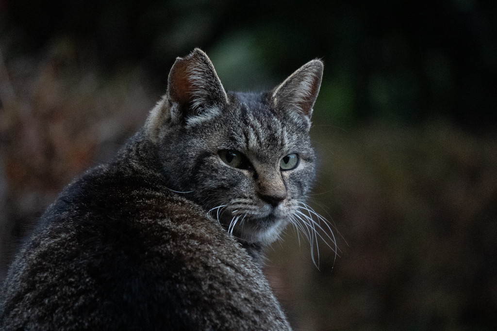 地域猫