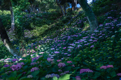 陰日向に咲く紫陽花