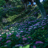 陰日向に咲く紫陽花