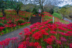 興徳寺の彼岸花4