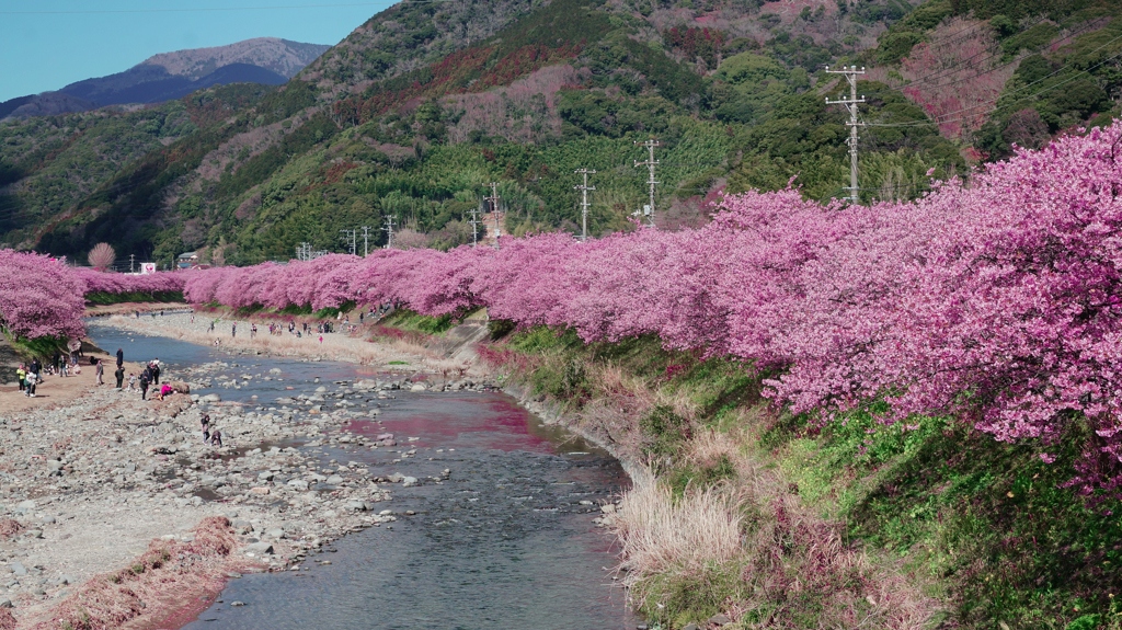 河津桜まつり