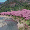 河津桜まつり