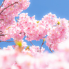 河津桜まつり