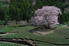 一本桜