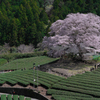 一本桜