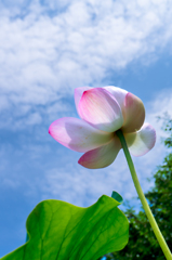 盛夏の蓮華