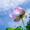 盛夏の蓮華