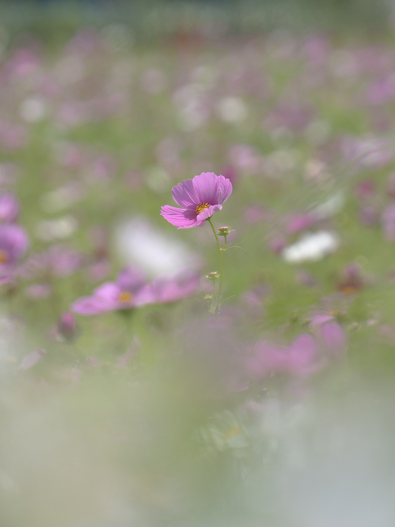 一輪の秋桜