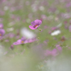 一輪の秋桜