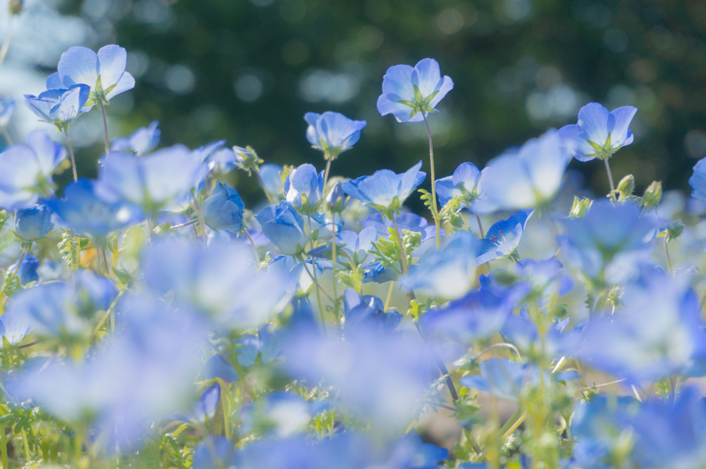 ネモフィラ　～くりはま花の国～４