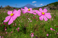 夏日の秋桜