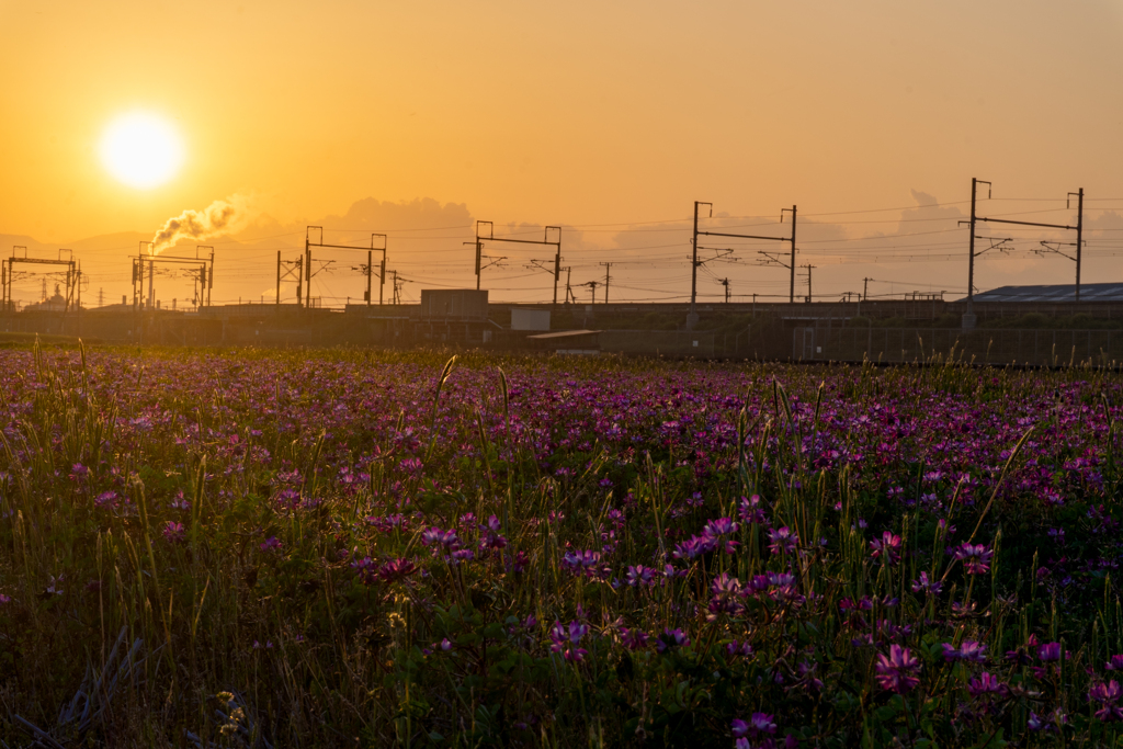 レンゲ畑の夕景