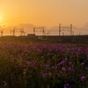 レンゲ畑の夕景