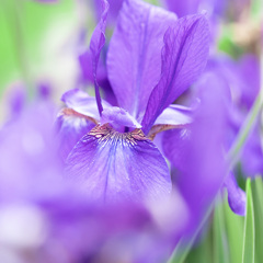 初夏の花 3