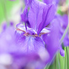 初夏の花 3